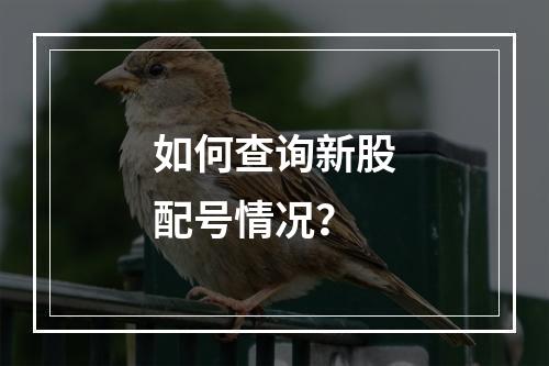 如何查询新股配号情况？